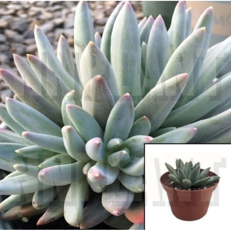 Pachyphytum Hookeri Agavaceae Succulent Drought Tolerant 4Inches Pot Spike Green Blue Succulent Drought Tolerant Live ht7 BEST