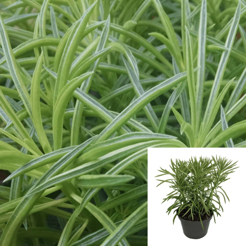 Peperomia Green Ferreyrae Plant 1 Gallon Congona Amarilla Ferreyraepincushion Peperomia Plant Happy Bean Green Ht7