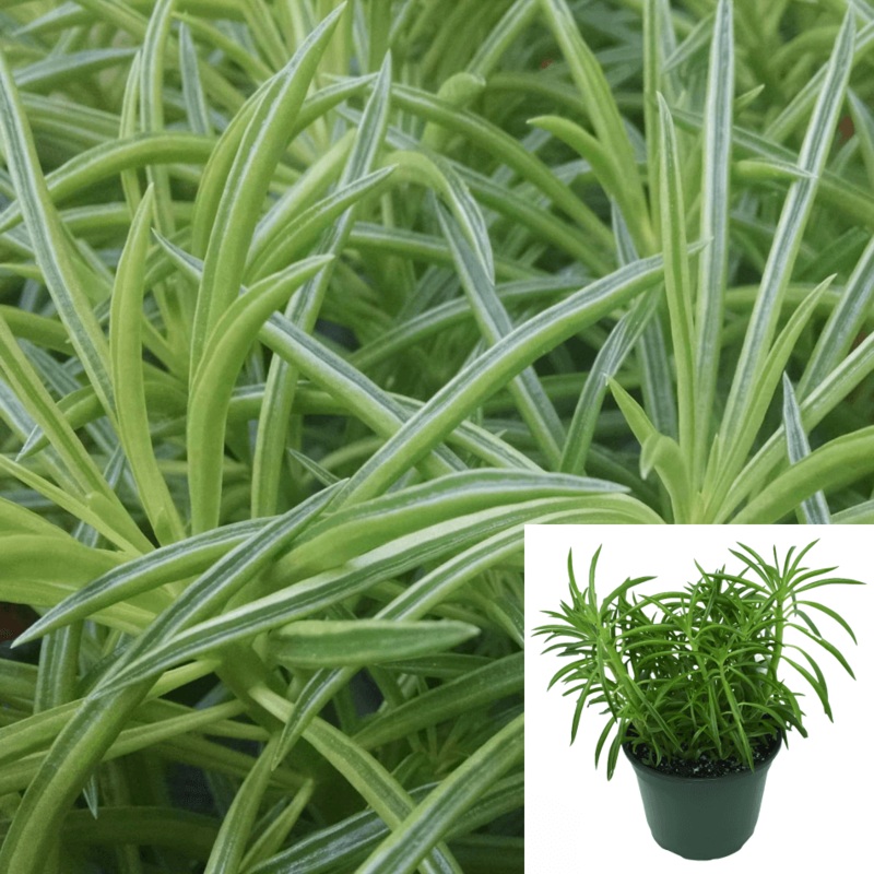 Peperomia Green Ferreyrae Plant 4Inches Pot Congona Amarilla Pincushion Peperomia Plant Happy Bean Green Plant ht7 best