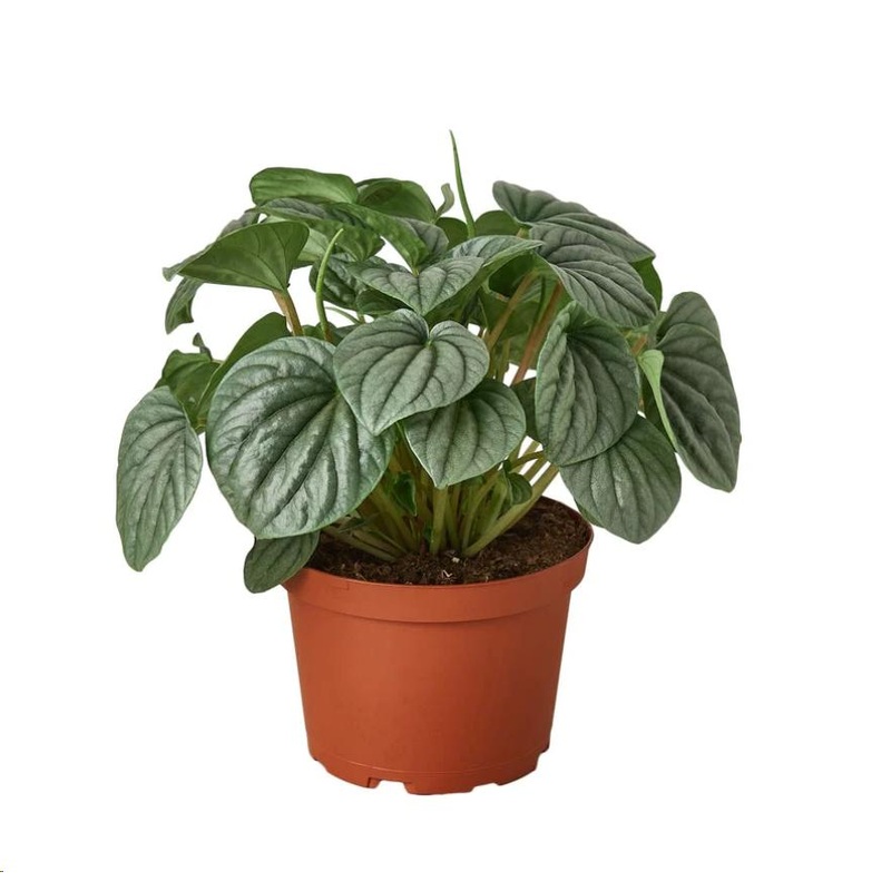 Peperomia Griseoargentea Plant 4Inches Ivy Peperomia Ivy Leaf Peperomia Plant House live plant Ht7 Best