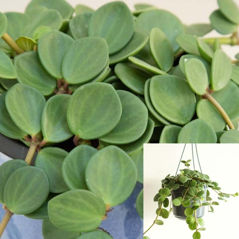 Peperomia Hope Plant 4inches Jade Trailing Peperomia Rotundifolia Succulent String of Hard coin round dishes plant vine Creeping Live plant ht7 best