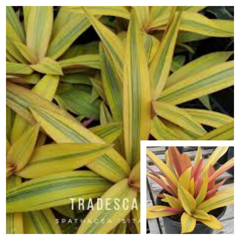 Rhoeo Golden 6Inhces Pot Tradescantia Spathacea Plant Boat Lily Live Plant Ht7