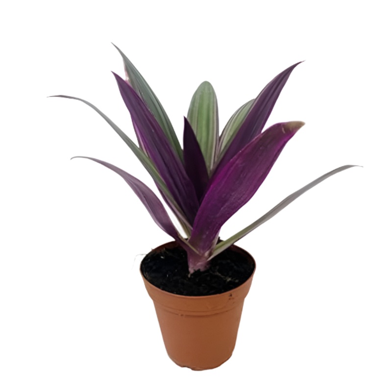 Rhoeo Tricolor Plant Dwarf 4Inches Pot Oyster Discolor Pink White Succulent Purple Moses Pur Ht7 Best