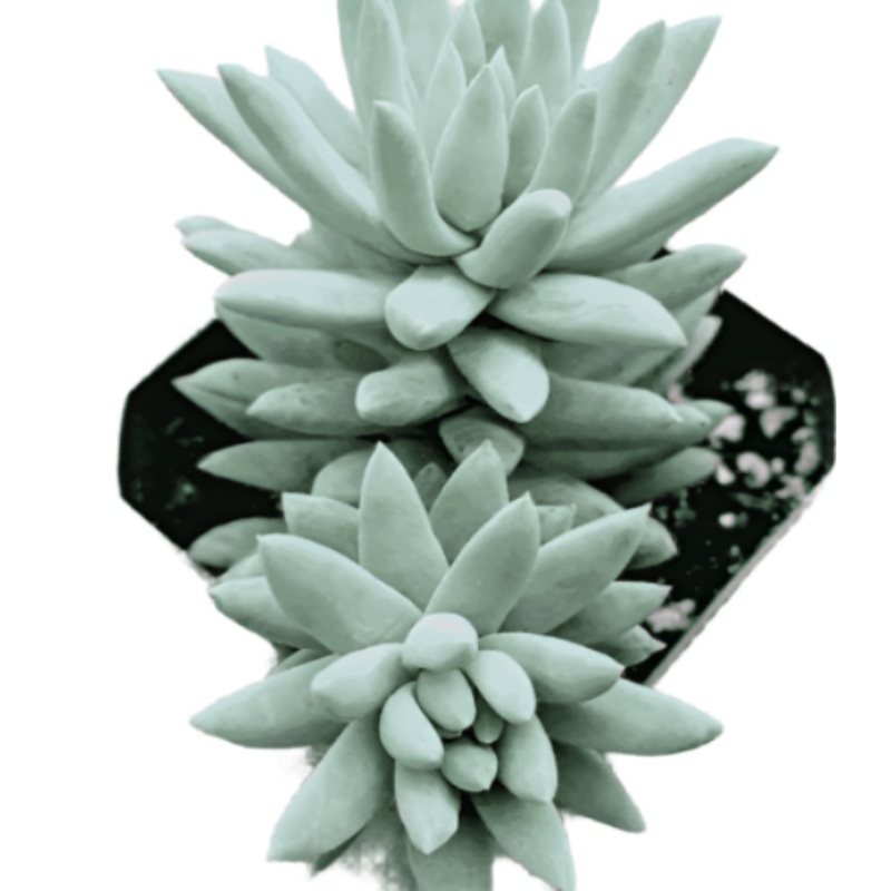 Sedeveria Blue Burrito Plant 4Inches Pot Live PlantMature Plants Succulent Drought Tolerant Ht7 Best