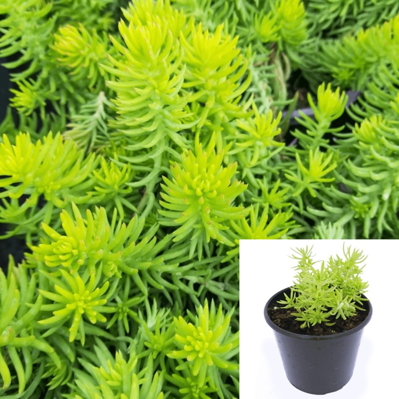 Sedum Angelina 4Inches Succulent Drought Tolerant 4Inches Pot best live plant HT7