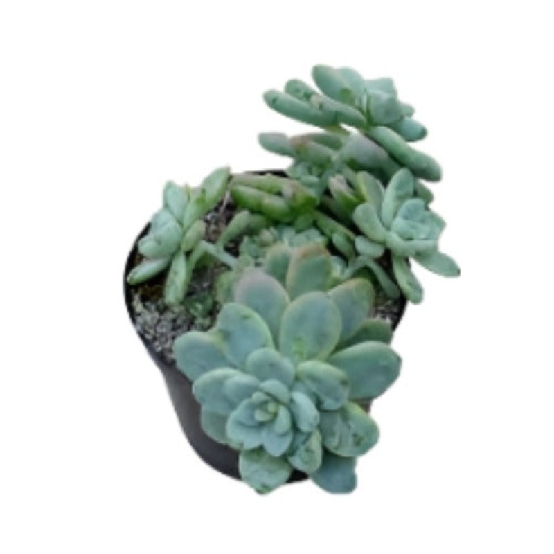 Sedum Clavatum Plant 4Inches Tiscalatengo Gorge Sedum Plant Succulent Drought Tolerant Drought Tolerant Ht7 Best