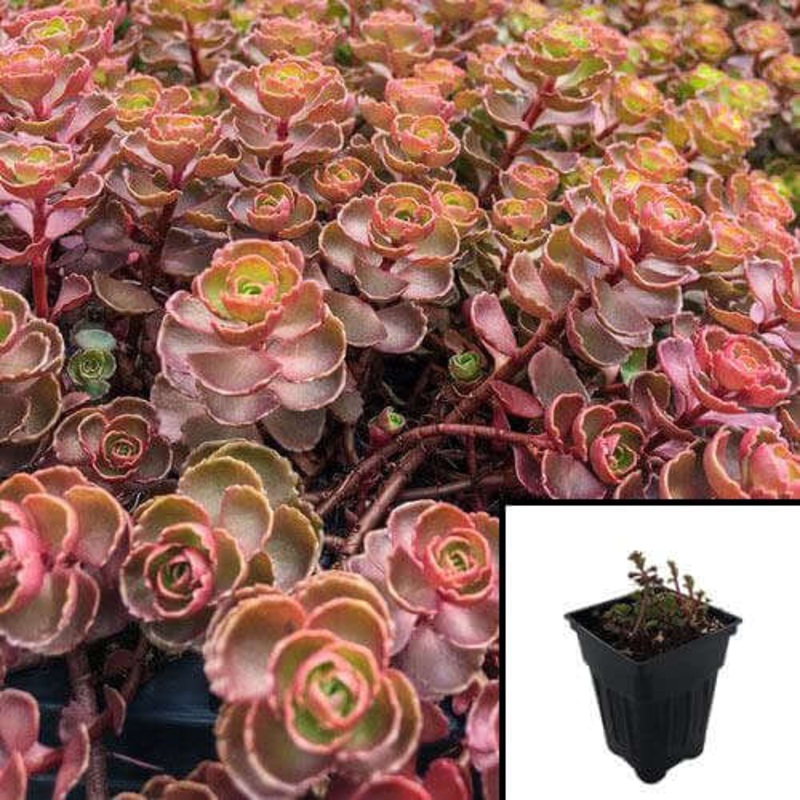 Sedum Dragons Blood 1 Quart Pot Row Stonecrop Plant Burgundy Succulent Live Plant Ht7