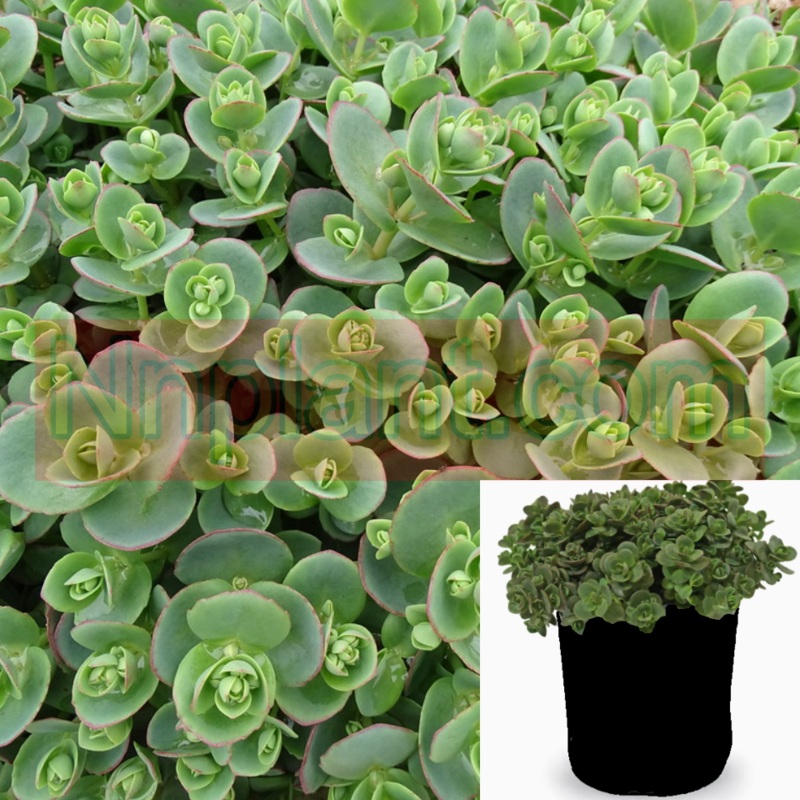 Sedum Lime Zinger 1 Quart Pot Plant Hylotelephium Stonecrop Sun Spark Live Plant Ht7 Best