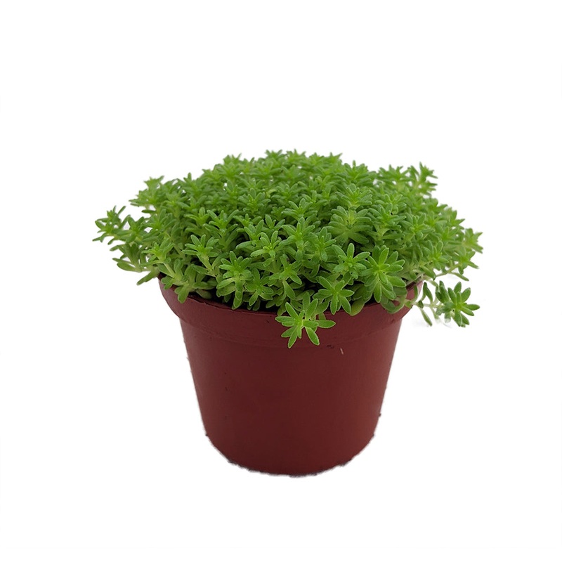 Sedum Sexangulare 4Inches Tasteless Stonecrop Plant Goldmoss Live Plant Ht7