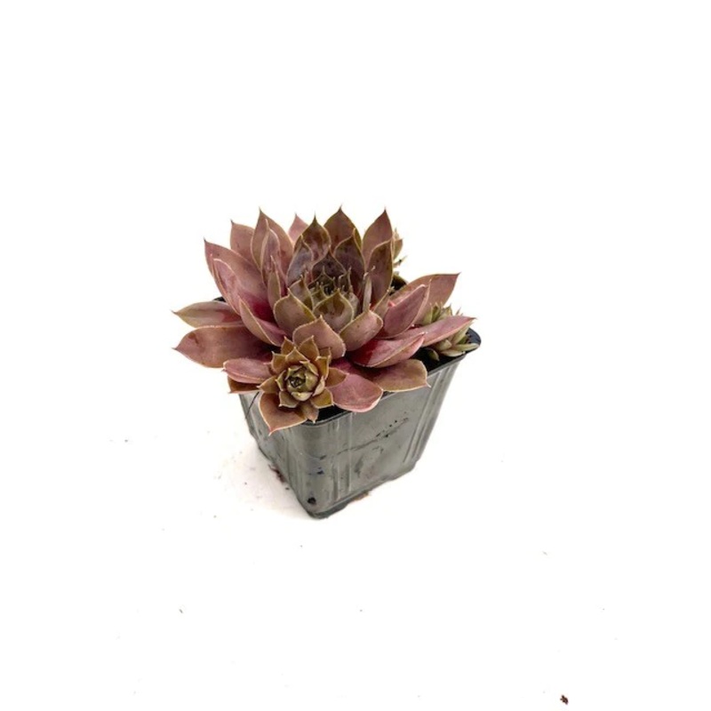 Sempervivum Beauty Red Plant 4Inches Hen & Chicks Houseleek Plant Succulent Drought Tolerant Live Plant Ht7 Best