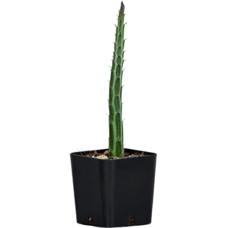 Senecia Staple Formis Rare Cactus Plant 4 inches potStick Cactus Pole Cactus Pot rare Kleini stapeliiformis pickle live plant