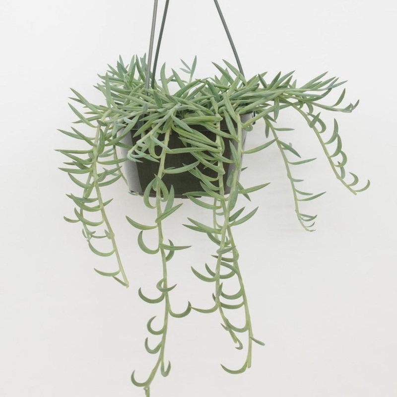 Senecio Radicans Plant String Of Fish Hooks Live Plant 1 Gallon String Of Fishhooks Blue Vine Hanging Succulent Ht7 Best