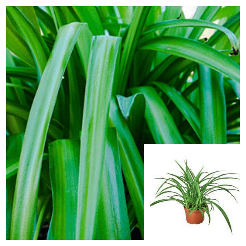 Spider Green 1 Gallon Ht7 Plant Grass Ground Covering Edge Ht7 Hedge Plant Chlorophytum Capense Ht7 Best Ckt