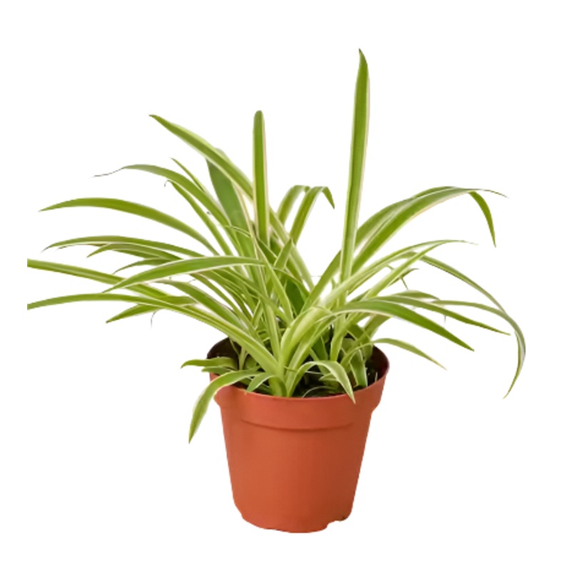 Spider Variegated Plant 1 Gallon Chlorophytum Comosum Plant Succulent Drought Tolerant Live Plant Ht7 Best