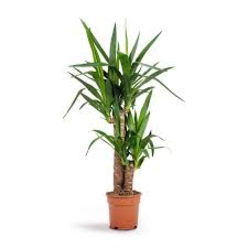 Spineless Yucca 5 Gallon Ht7 Plant Elephantipes Giant Live Plant Indoor Ht7