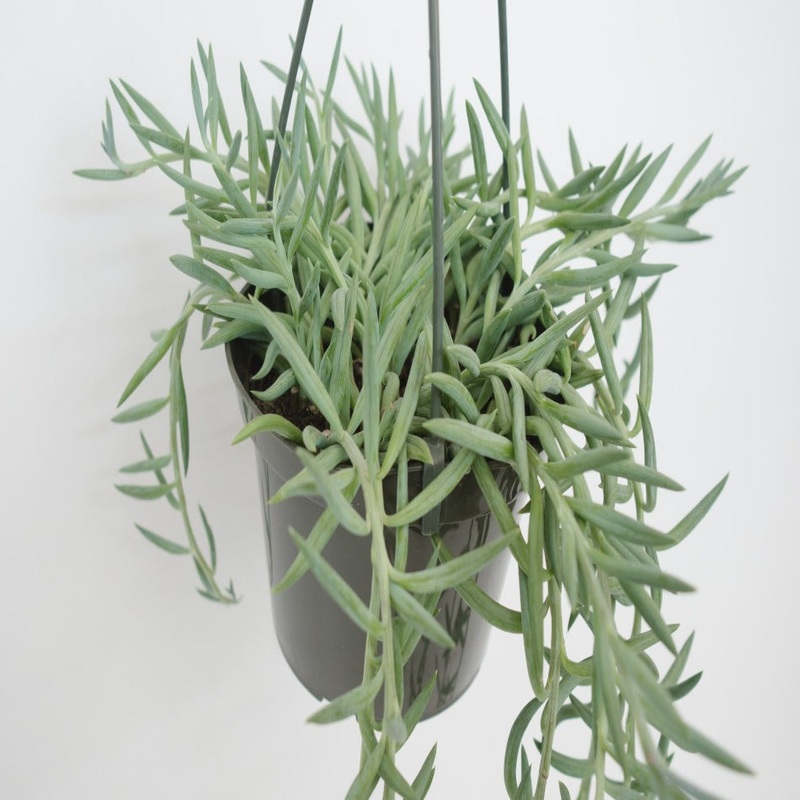 String Of Fish Hooks Live Plant String Of Fishhook Blue banana string Senecio Radicans Plant 4Inches Vine Hanging Succulent Ht7 Best