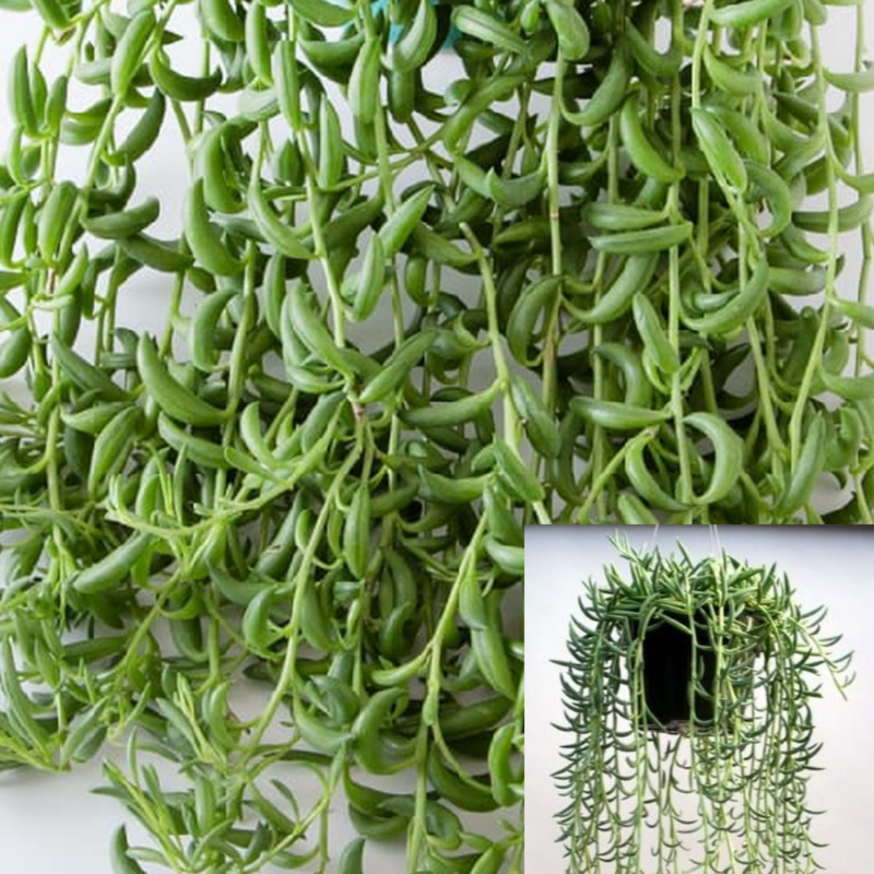 String Of Fish Hooks Plant 1 Gallon Succulent Drought Tolerant Senecio Radicans Plant String Of Fish Hooks Plant Ht7 Best