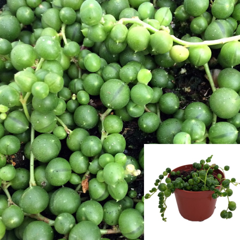 String Of Pearl Plant string of pears Senecio Rowleyanus Agavaceae Succulent Drought Tolerant 4Inches Pot House Live Plant Ht7 Best