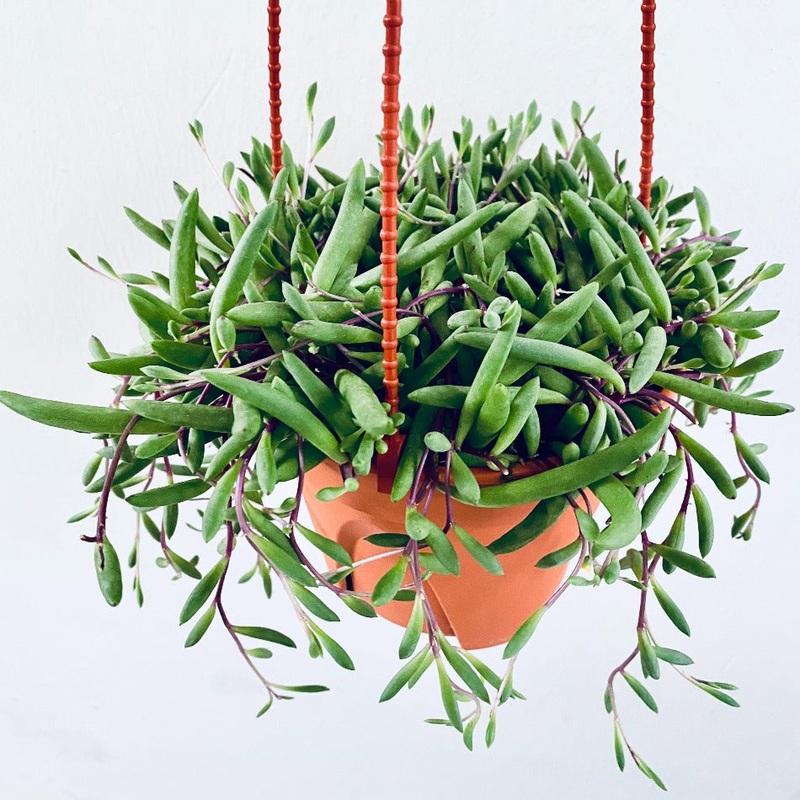 String Of Pickle Little Pickles Othonna Capensis Plant 6Inches Pot Rare Ruby Neck Succulent Drought Tolerant Pink Purple