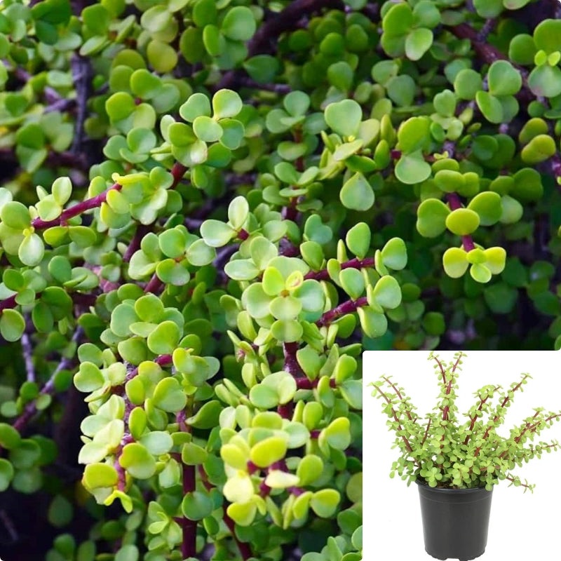 Succulent Drought Tolerant Elephant Bush Green Plant 1 Gallon Hanging Succulents Live Plant Vine Ht7 Best