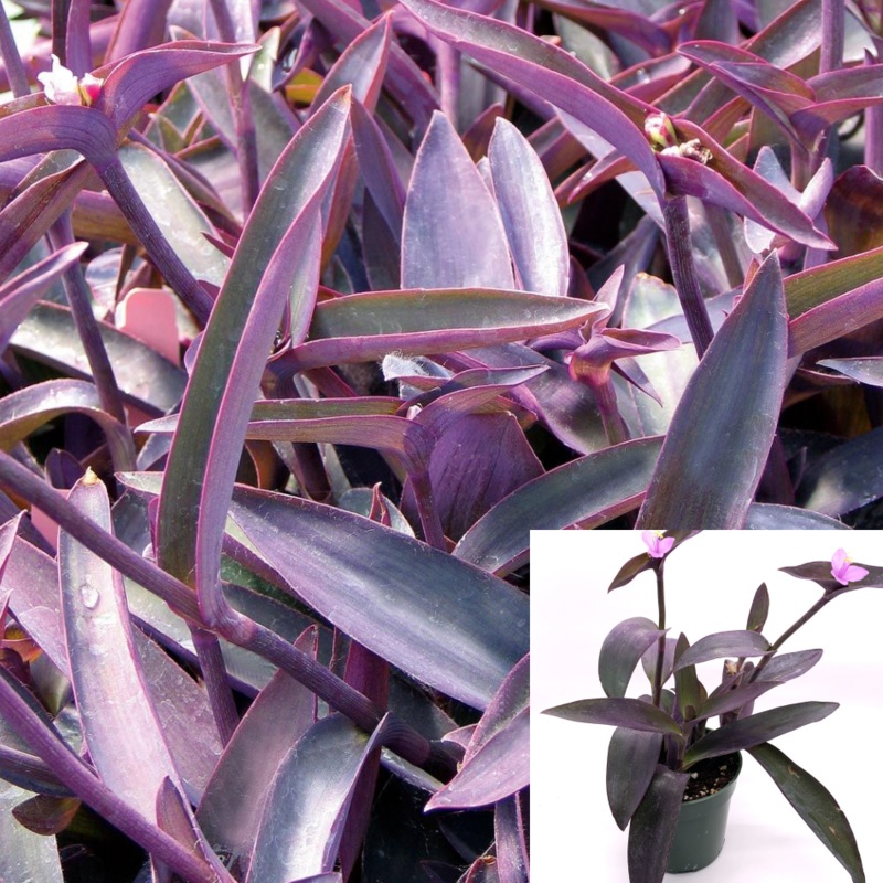 Tradescantia Pallida cerinthoides kunth Purple 4Inches Heart Moses Wandering Jew Pot succulent Live Plant Ht7 Best