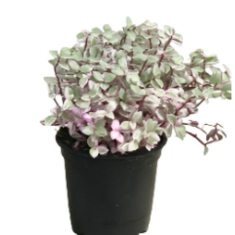 Tradescantia Pink Panther Plant 4Inches Callisia Repens Pink Lady House Rare Succulent Drought Tolerant Live Plant