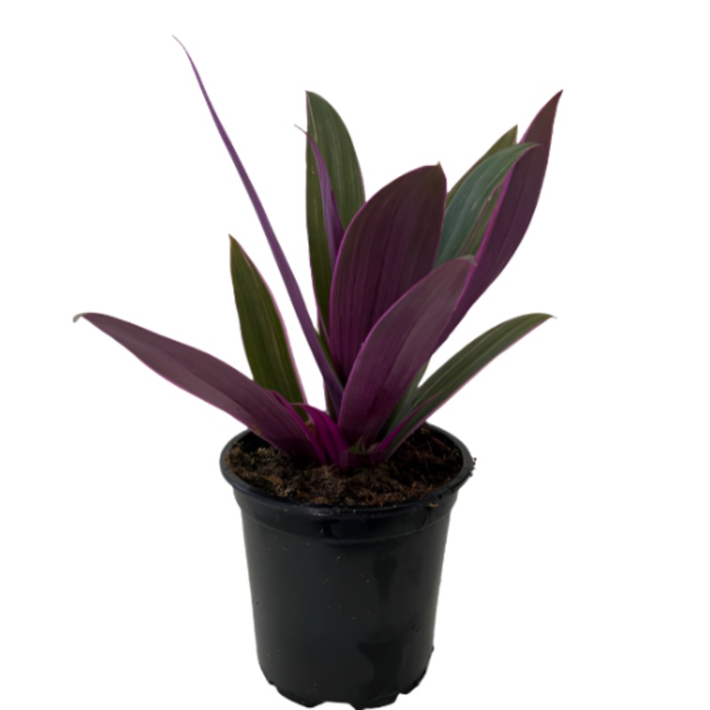 Tradescantia Spathacea Dwarf Boat Lily Cradle Moss Rhoeo Discolor Purple 4Inches 4Inches Pot Premium Hanging Ground ht7