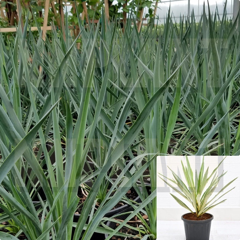 Yucca Blue Sentry 5 Gallon Ht7 Adam Needle Plant Perennials Live Plant Ht7