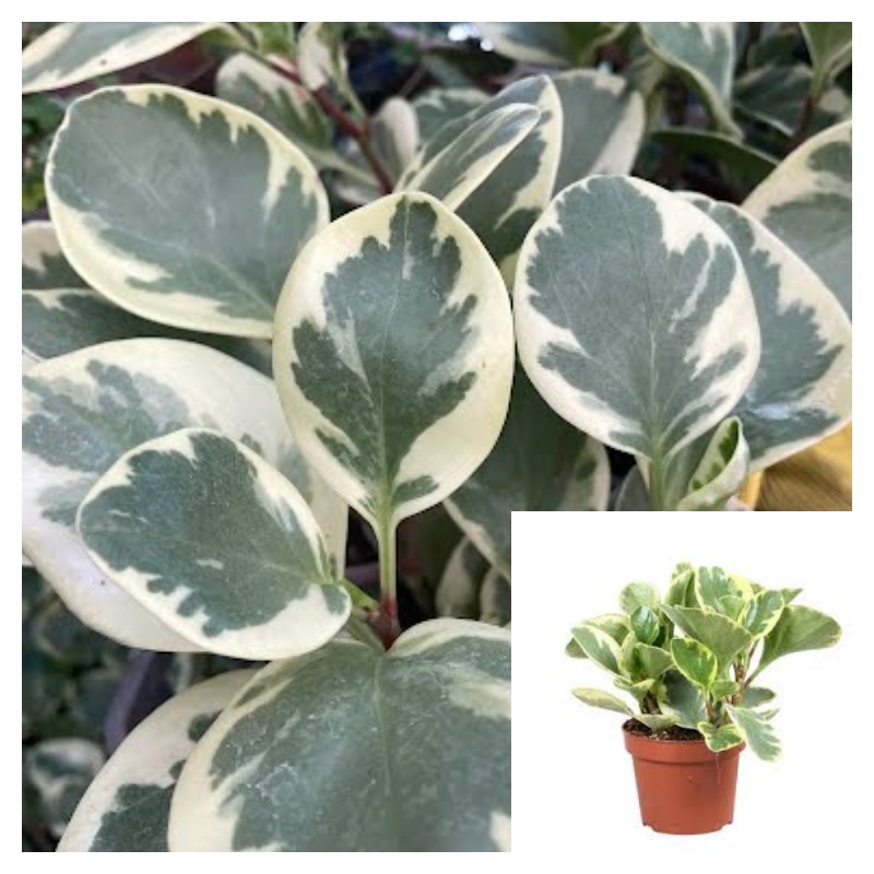 5 Cutting Peperomia Magnoliifolia Variegata Plant Baby Rubber American Live Plant Ht7