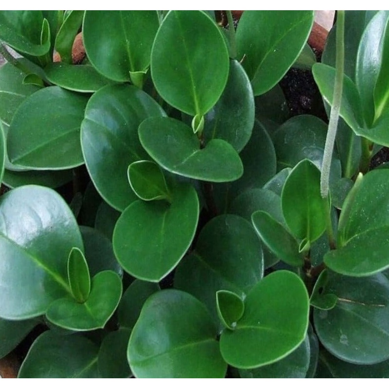 5 Cutting Peperomia Thail Houses Radiator Obtusifolia Rubberplant 3- 5  Long best live Plant Not Rooted