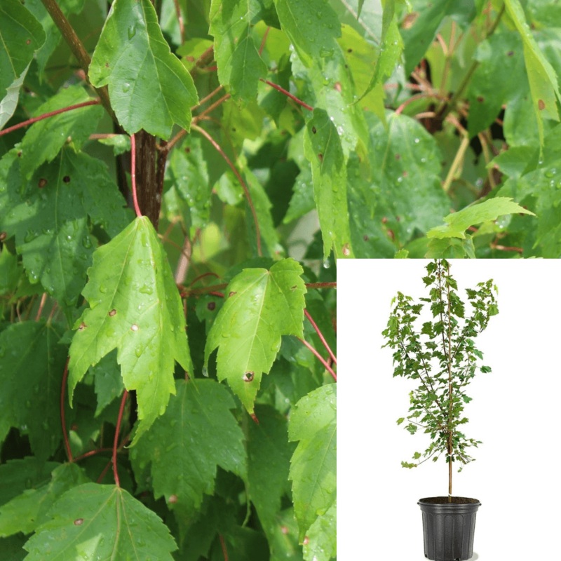 Acer Rub Red Sunset 5 Gallon Maple Plant Rubrum Tree Outdoor Live Plant Fr7