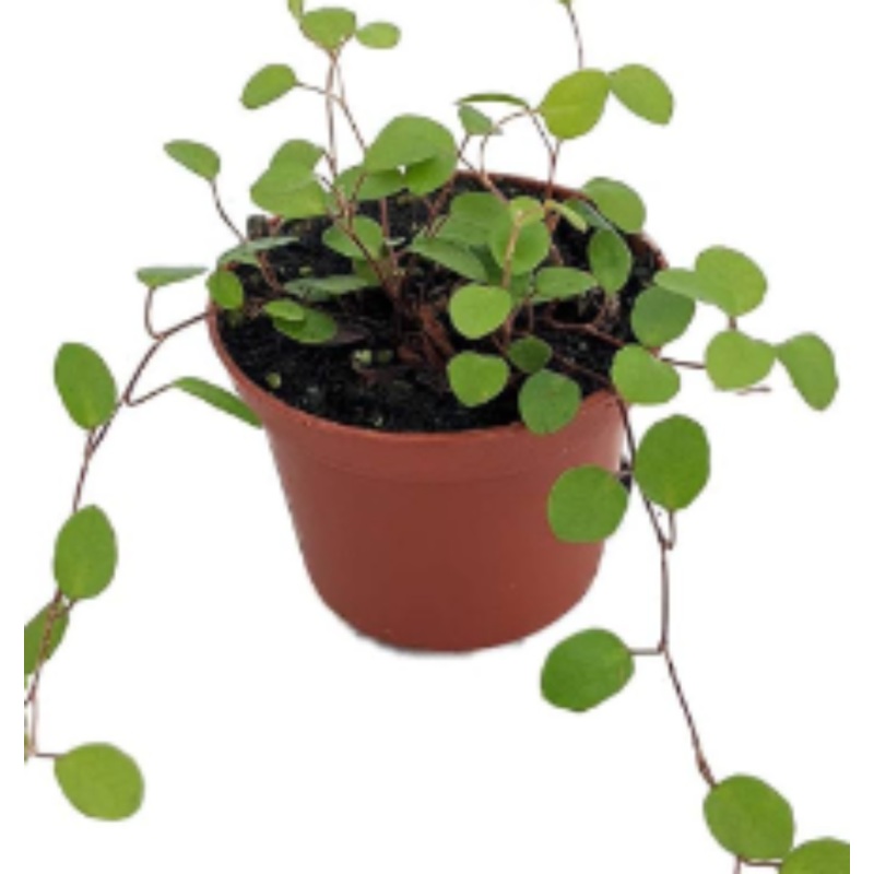Angel Vine 4Inches Plant Muehlenbeckia Complexa Wire Plant Root Pot Maidenhair Mattress Vine Ht7