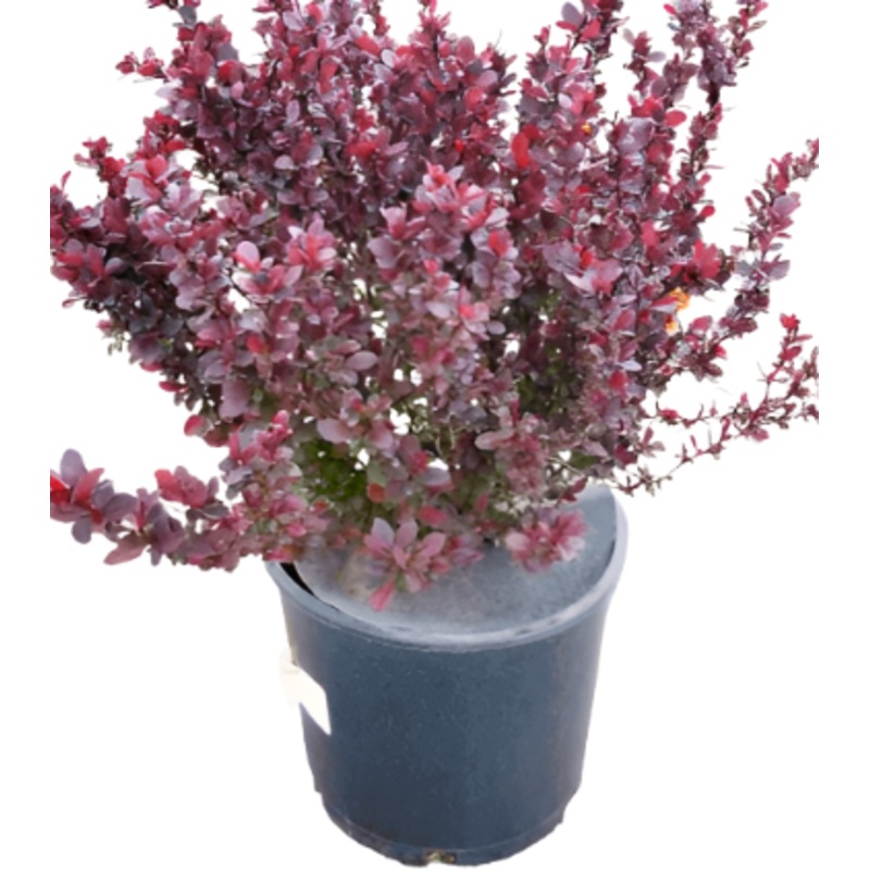 Berberis Concorde 5 Gallon Japan Barberry Plant Pink Shrubs Live Plant