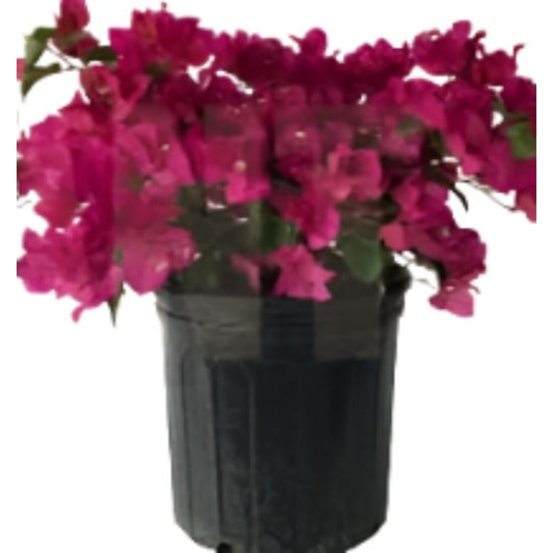 Boug Elizabeth Angus Shrub 5 Gallon Purple Bougainvillea Plant Pink Flower