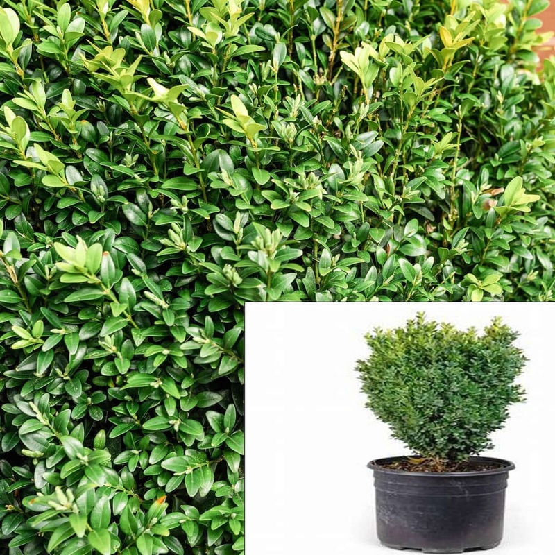 Buxus Sempervirens Suffruticosa English Boxwood 4inches Box Europ Live Plant Ht7