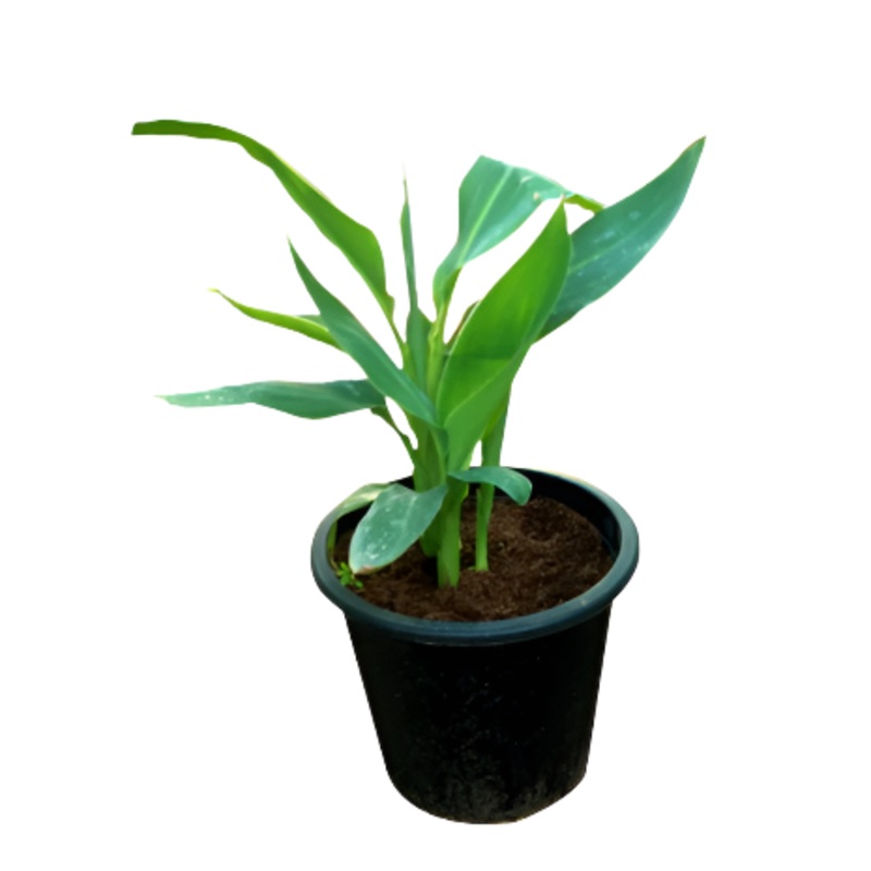 Canna Orange 4inches Plant Canna Lily Plant Orange Flower Lily Live Plant Ht7