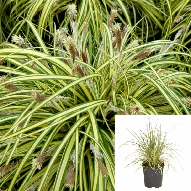 Carex Oshimensis Evergold 1 Gallon Striped Weeping Sedge Oshima Kan Suge Plant Grass Outdoor Live Plant Mht7
