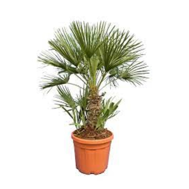 Chamaerops Humilis 5 Gallon Plant Mediterranean Fan Palm European Outdoor Live Plant Fr7A