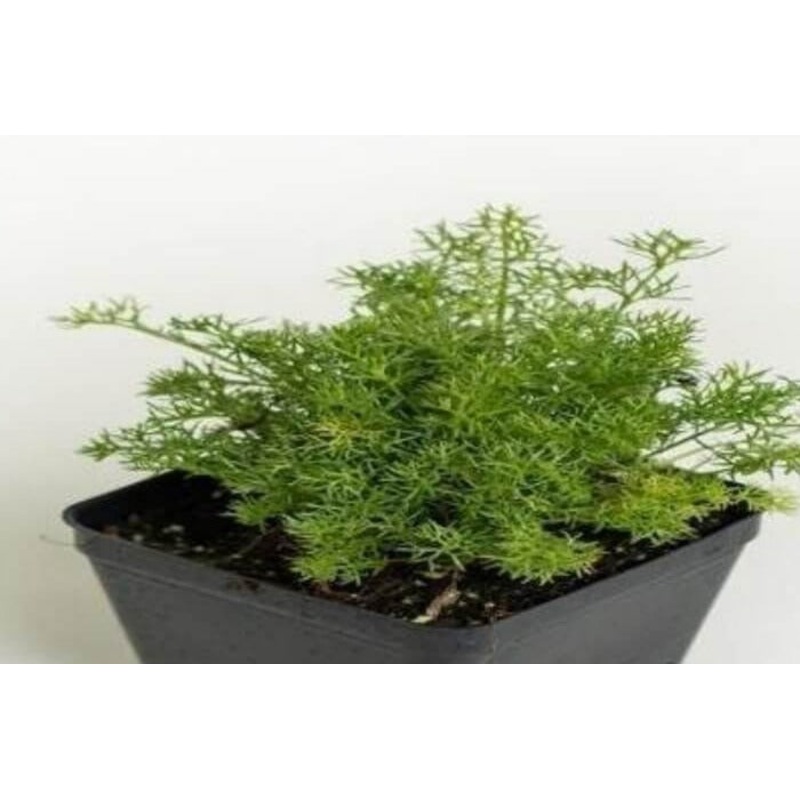 Chamomile Gernman White Daisy Winter Hardy Plant Matricaria Scen 4 Inches Mayweed White Flower Live Plant ht7