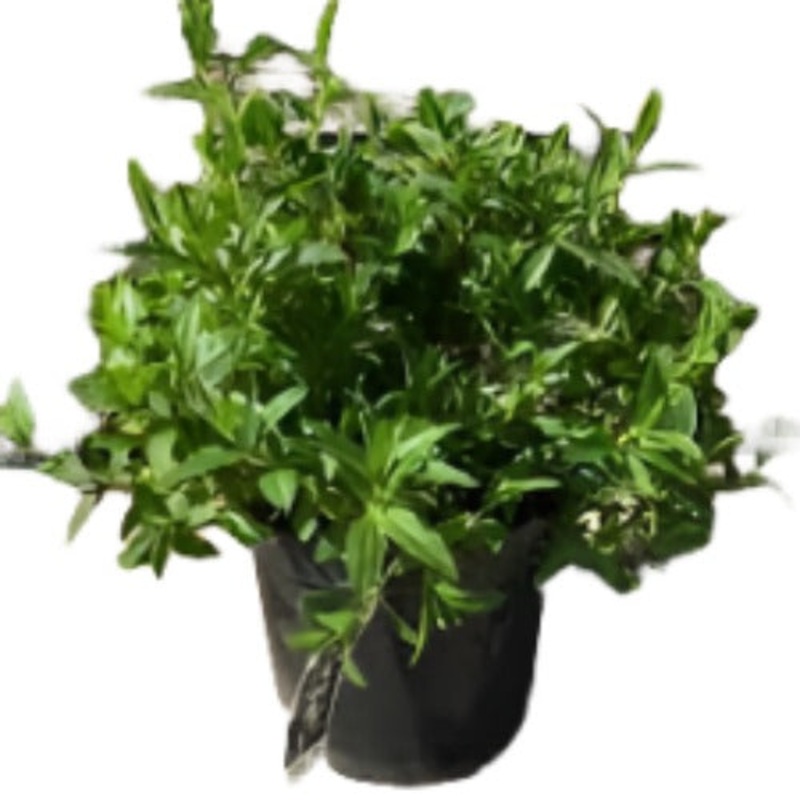 Cistus Ladanifer Maculatus 5 Gallon Plant Crimson Spot Rockrose Brown Eyed Outdoor Flower Live Plant