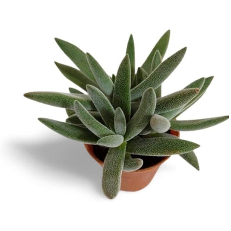 Crassula Mesembryanthemoides Plant 6Inches Moon Glow succulent Ht7
