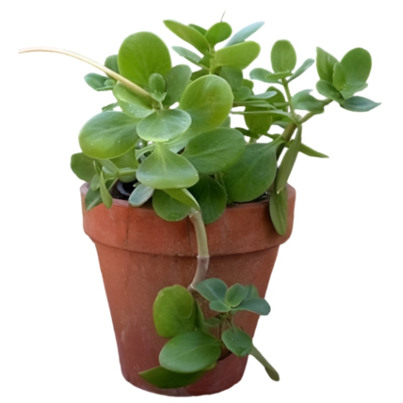 Crassula Multicava Lem 6Inches Plant Cape Province Pygmyweed Fairy Live Plant Ht7