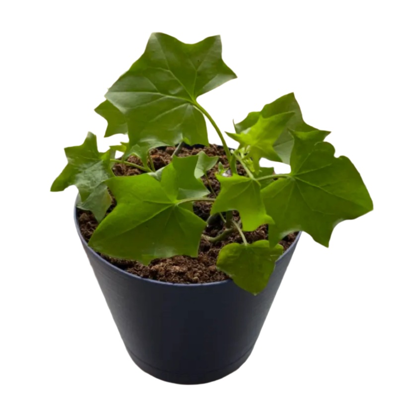 Delairea odorata 4 Inches Plant German ivy Plant Cape Ivy best Live Plant Ht7 NONedible