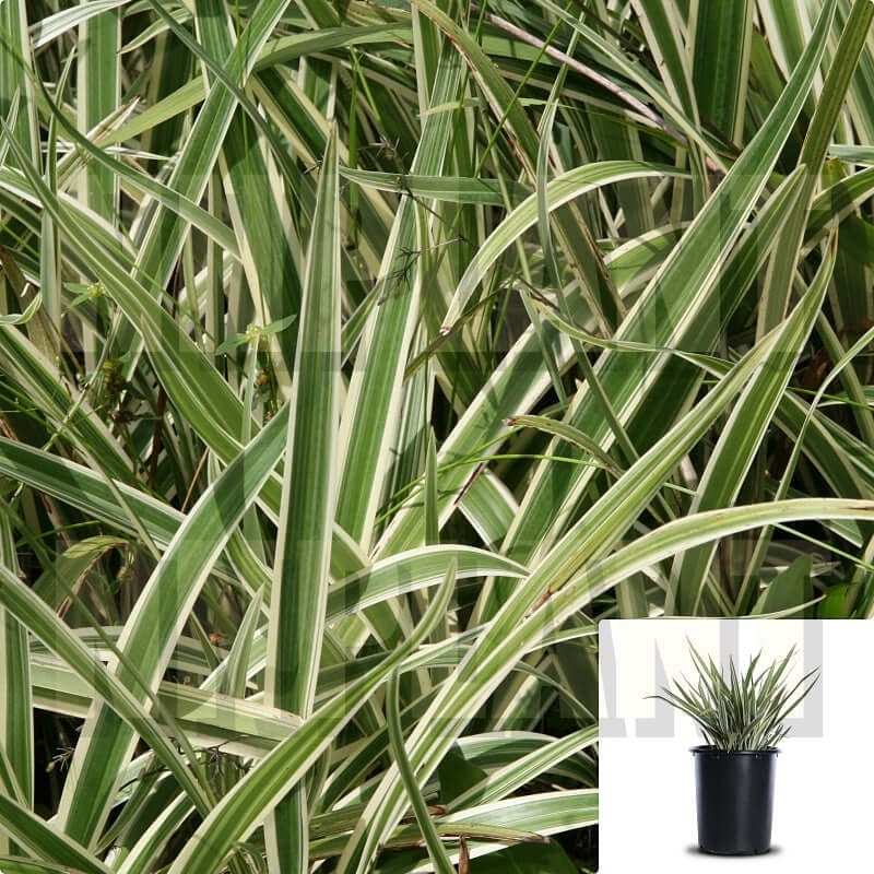 Dianella Variegata 1 Gallon Variegated Plant Flax Lily Live Plant Hfr7