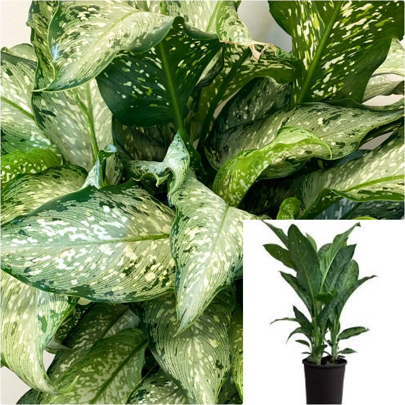 Dieffenbachia Memoria Corsii 1 Gallon Ht7 Snowy Dumb Cane Plant Leopard Lily Live Plant Ht7