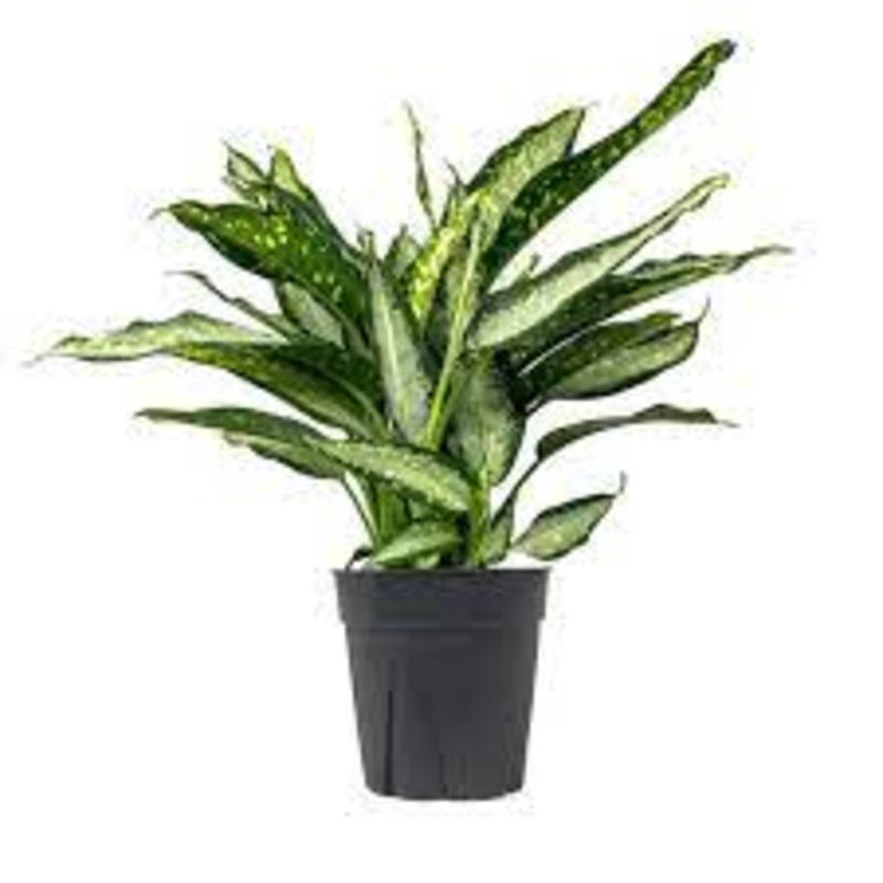 Dieffenbachia Panther Plant 1 Gallon Ht7 Plant Dumb Cane Plant Leopard Lily Live Plant Indoor Plant Ht7