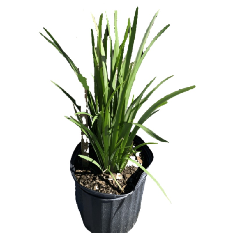 Dietes Iridioides 1 Gallon White Plant African Iris Named Iri Live Plant Fr7