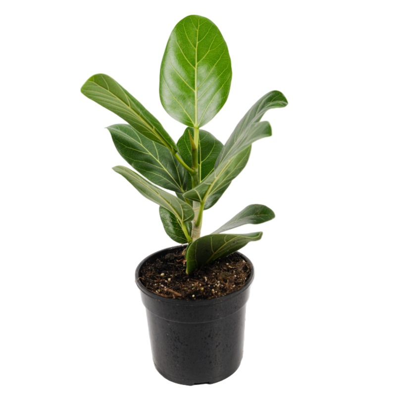 Ficus Audrey Plant 4inches Pot Ficus Benghalensis Plant Indoor houseplant
