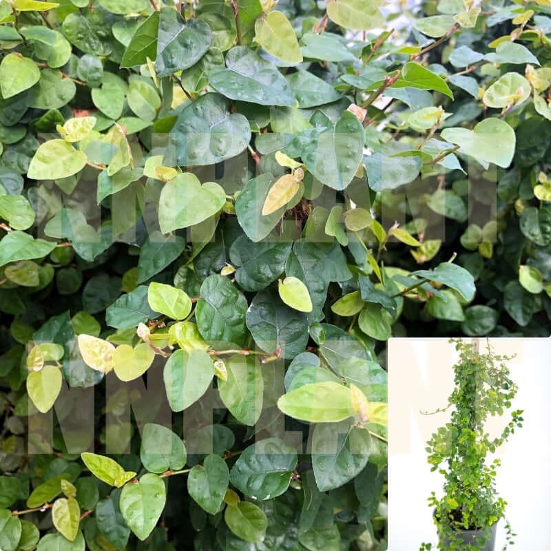 Ficus Pumila Repens Staked 5 Gallon Plant Creeping Fig Climbing Live Plant Fr7