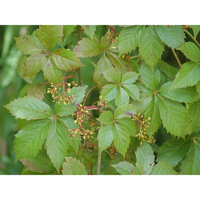 Five Leaved Ivy 1 Gallon Ht7 Pot Plant Virginia Creeper Plant Five-Finger Live Plant Ht7